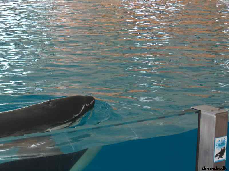 * Image 81