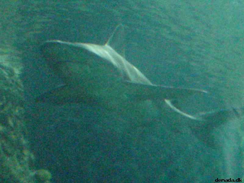 * Image 157