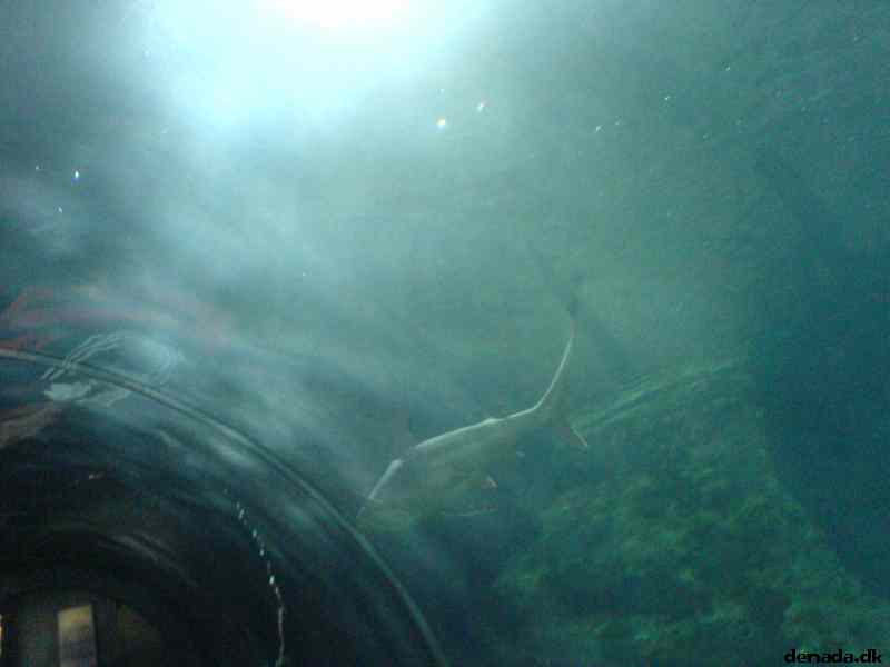 * Image 161