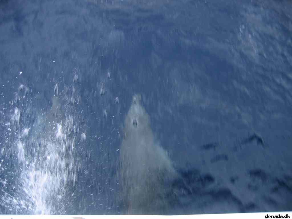 * Image 79