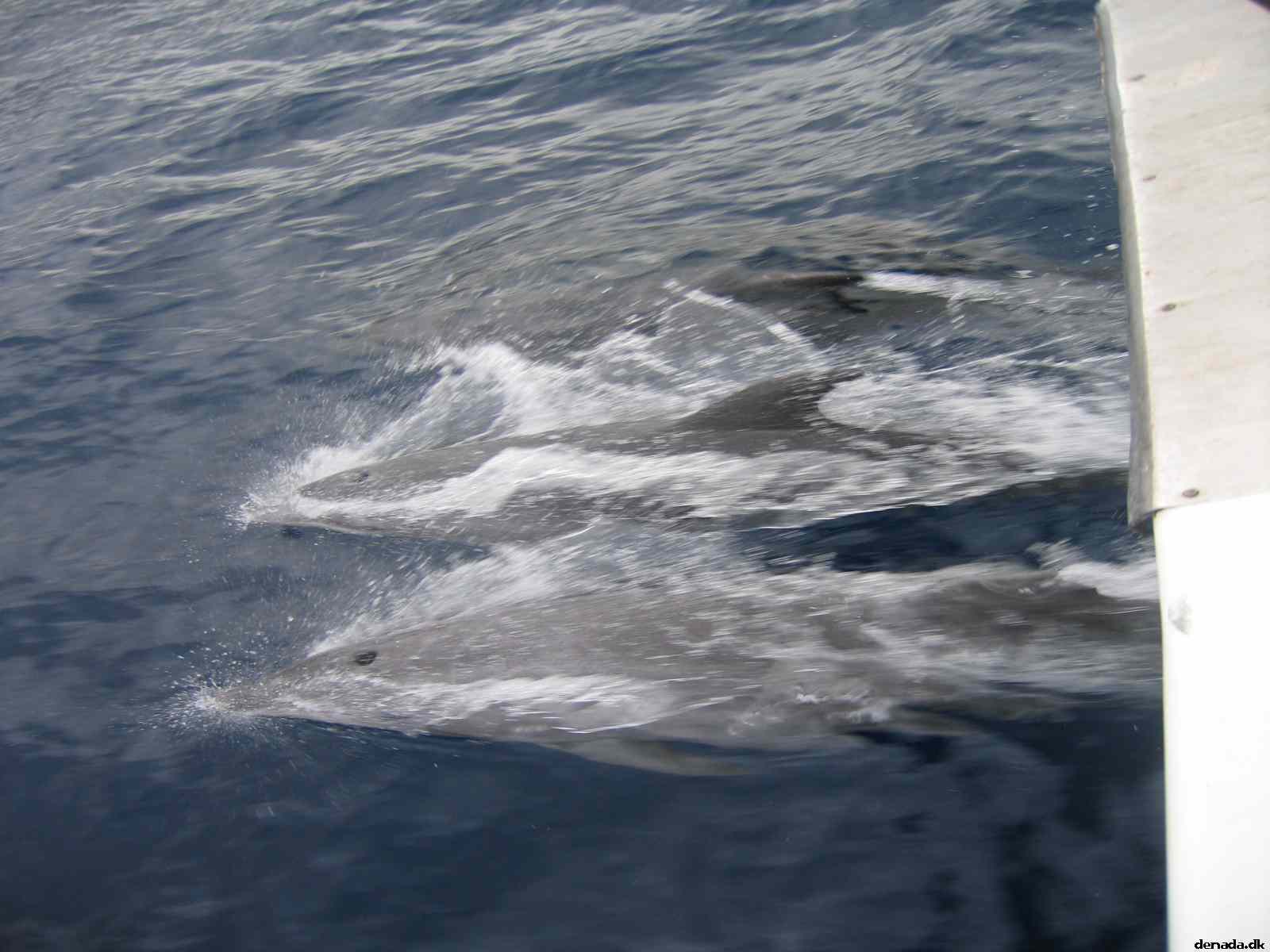 * Image 82