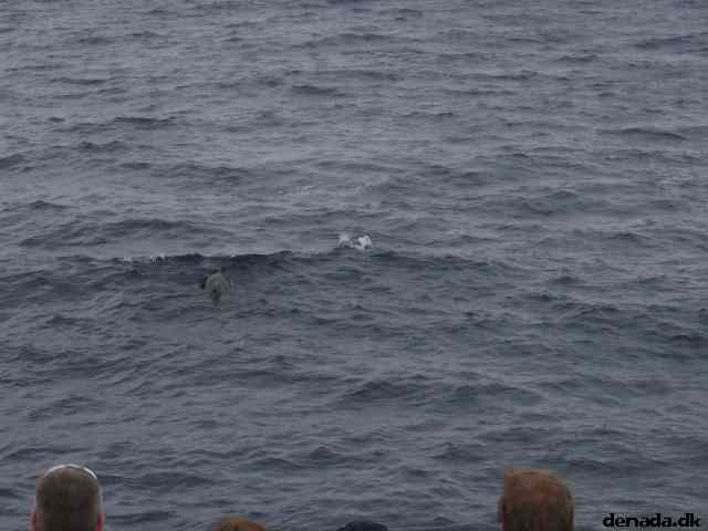 * Image 74