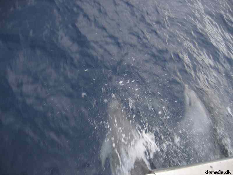 * Image 81