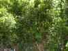 SANY0594.JPG - 2008:01:26 13:46:46
