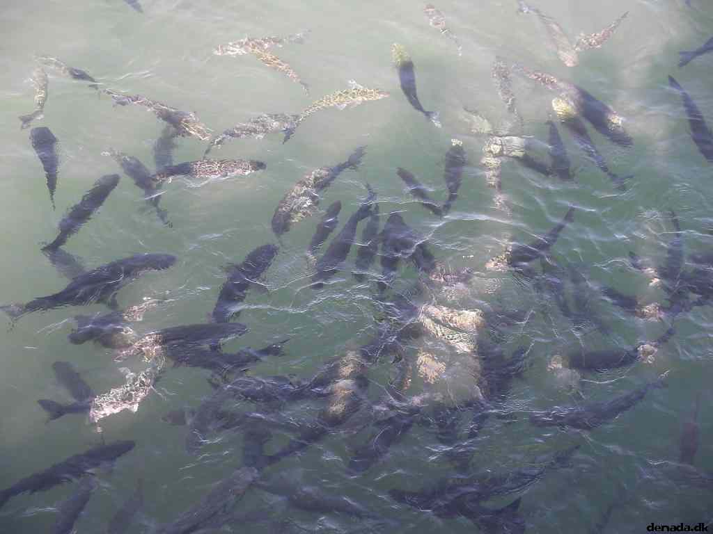 * Image 202