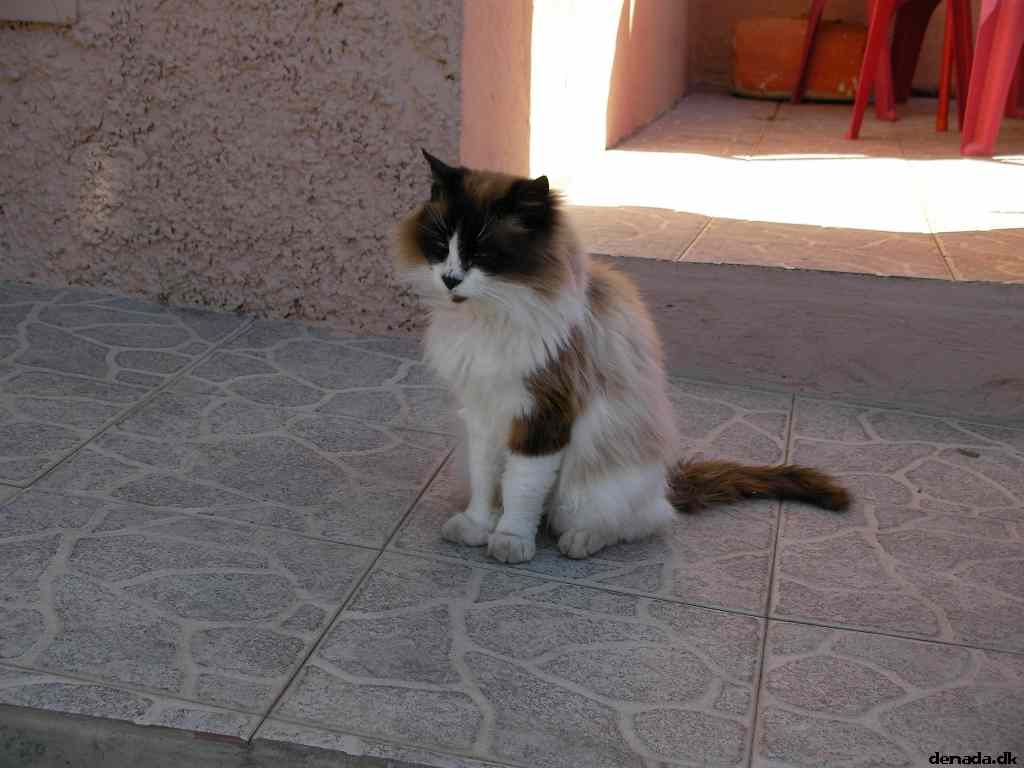 * Image 242