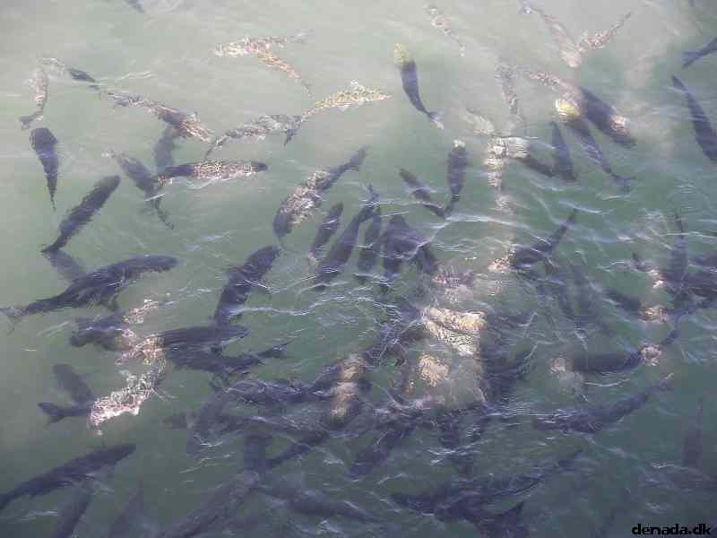 * Image 202