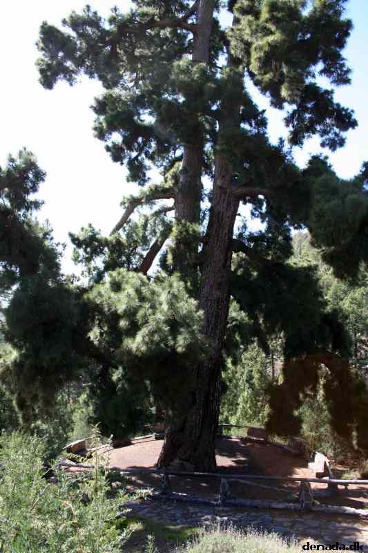 * Image 700
