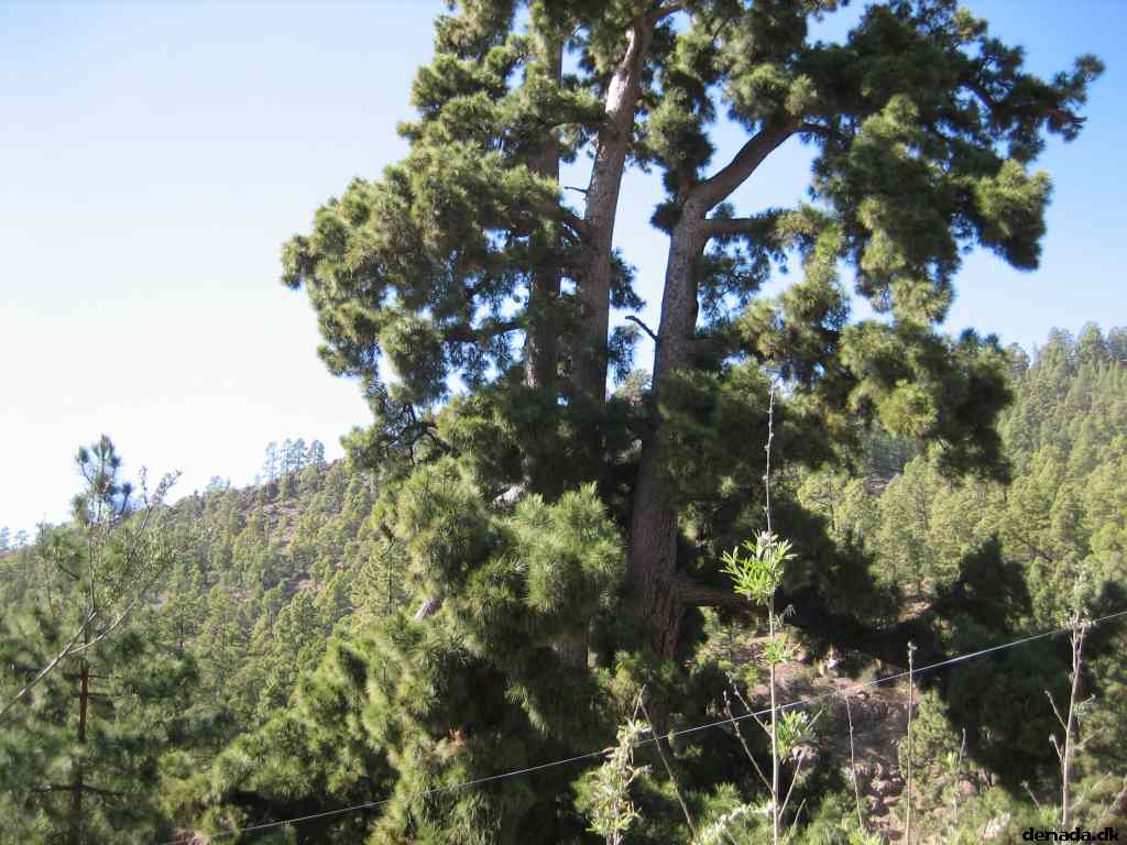* Image 29