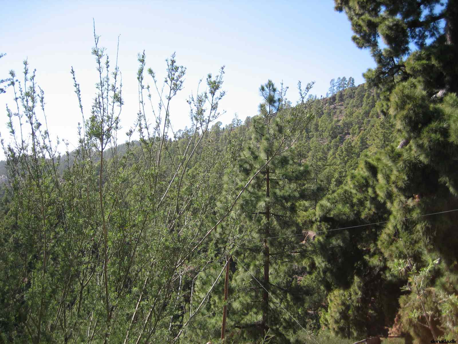 * Image 30