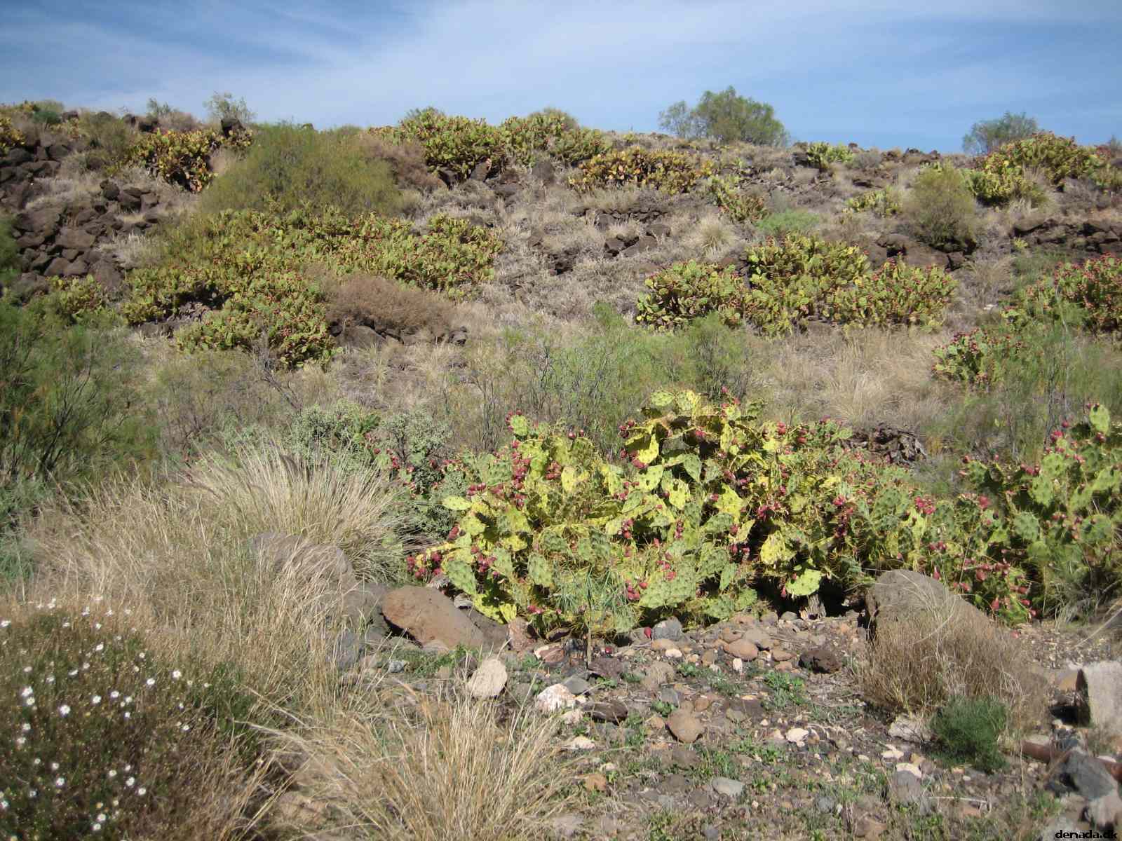 * Image 50