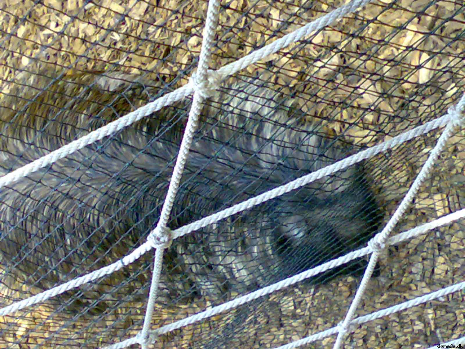 * Image 68