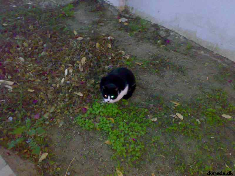 * Image 27