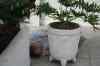 tenerife176.jpg - 2008:01:23 13:16:49