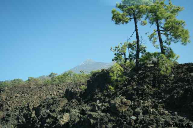 * Image 425