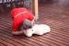 tenerife0327.jpg - 2010:01:25 12:23:16