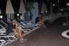 tenerife1330.jpg - 2010:01:28 20:14:29