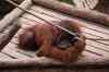 tenerife2032.jpg - 2010:01:30 16:38:16