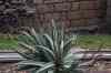 tenerife2161.jpg - 2010:01:30 17:07:54