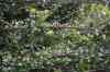 tenerife2174.jpg - 2010:01:30 17:12:41