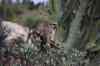 tenerife2230.jpg - 2010:01:30 17:26:23