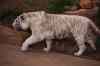 tenerife2343.jpg - 2010:01:30 18:16:08