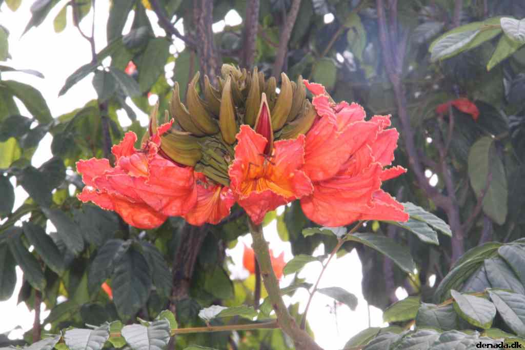 * Image 1276