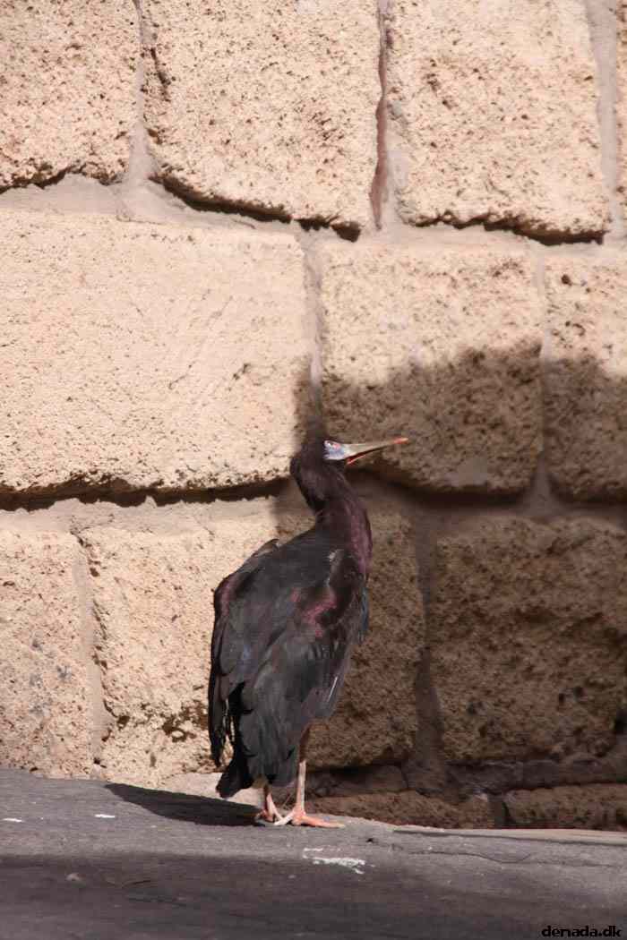 * Image 1668