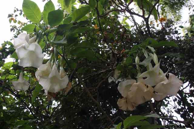 * Image 1752