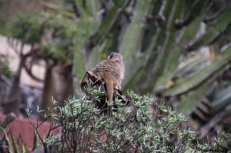 * Image 1938