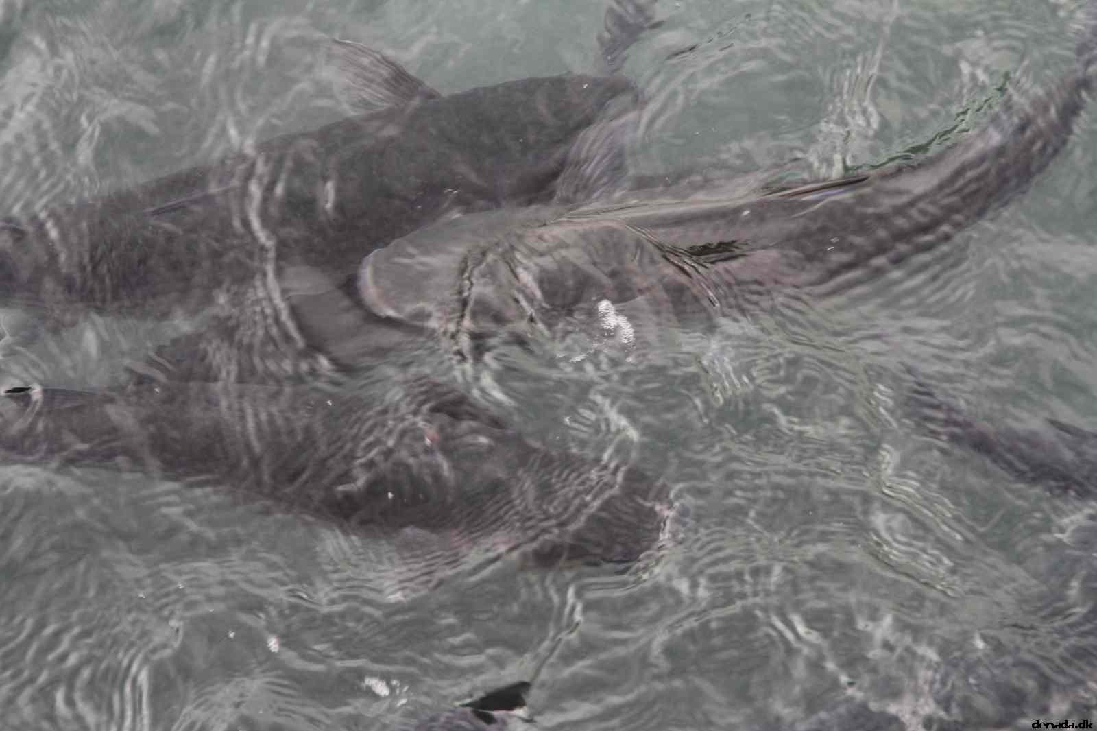 * Image 32